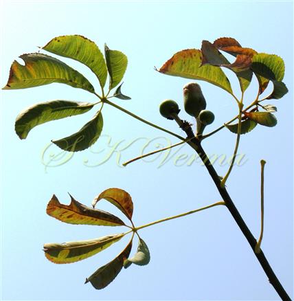  Branch bearing leaves